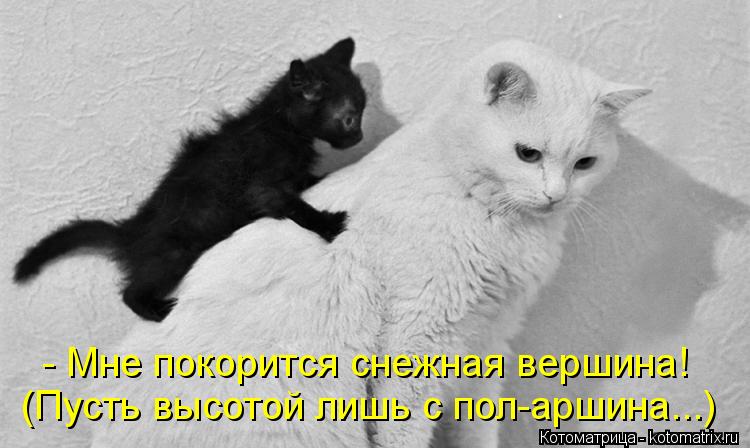 Котоматрица: - Мне покорится снежная вершина! (Пусть высотой лишь с пол-аршина...)