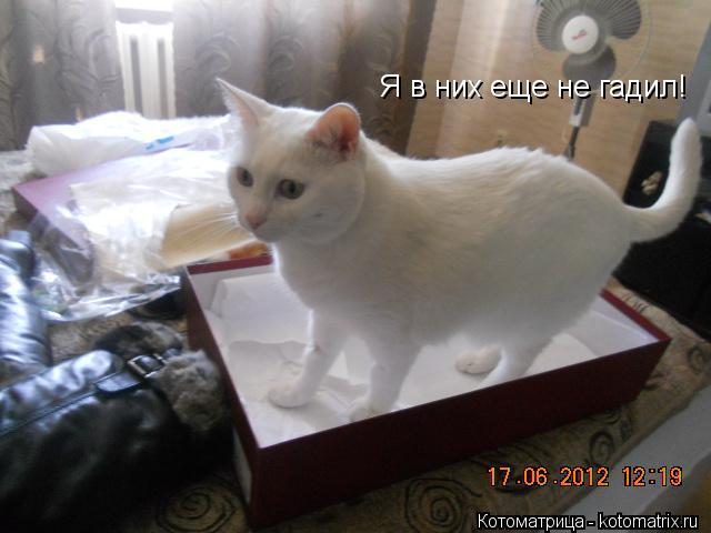 Я в них еще не гадил!... Котоматрица: Я в них еще не гадил!