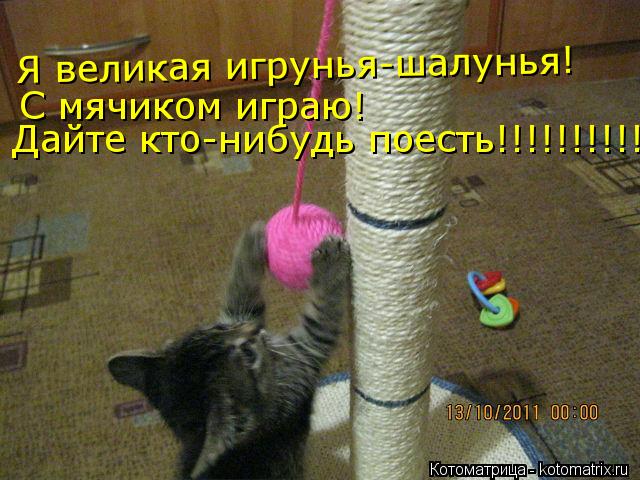 Котоматрица: Я великая игрунья-шалунья! С мячиком играю! Дайте кто-нибудь поесть!!!!!!!!!!!!