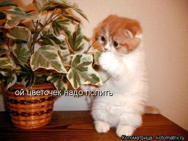 ой цветочек надо полить... Котоматрица: ой цветочек надо полить