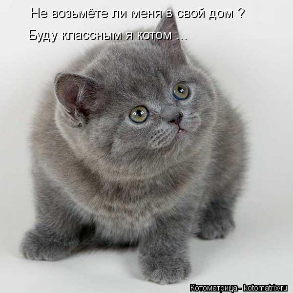 Котоматрица: Не возьмёте ли меня в свой дом ? Буду классным я котом ...