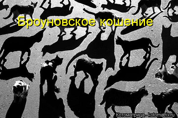 Броуновское кошение... Котоматрица: Броуновское кошение