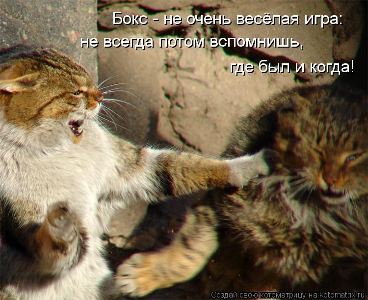 Котоматрица: Бокс - не очень весёлая игра: не всегда потом вспомнишь, где был и когда!