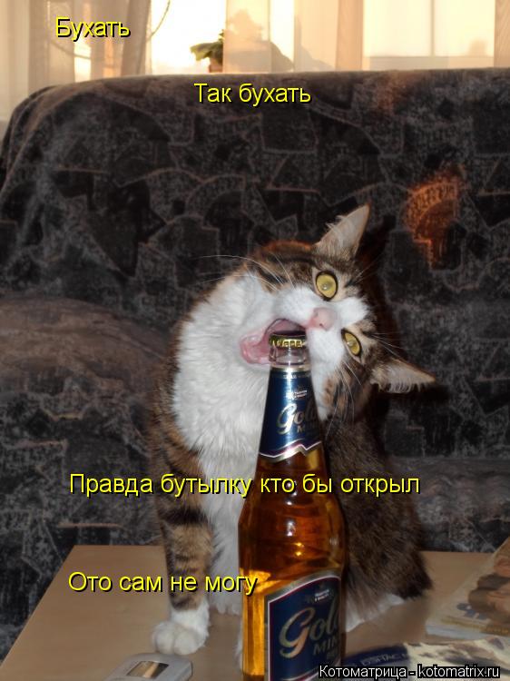 Бухать Так бухать Правда бутылку кто бы открыл Ото сам не могу... Котоматрица: Бухать Так бухать Правда бутылку кто бы открыл Ото сам не могу