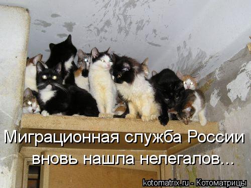 Миграционная служба России вновь нашла нелегалов...... Котоматрица: Миграционная служба России вновь нашла нелегалов...