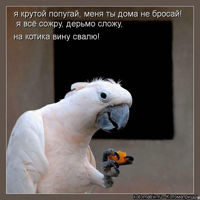 Котоматрица: я крутой попугай, меня ты дома не бросай! я всё сожру, дерьмо сложу, на котика вину свалю!