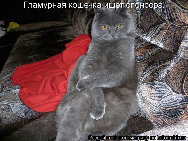 Гламурная кошечка ищет спонсора.... Котоматрица: Гламурная кошечка ищет спонсора.