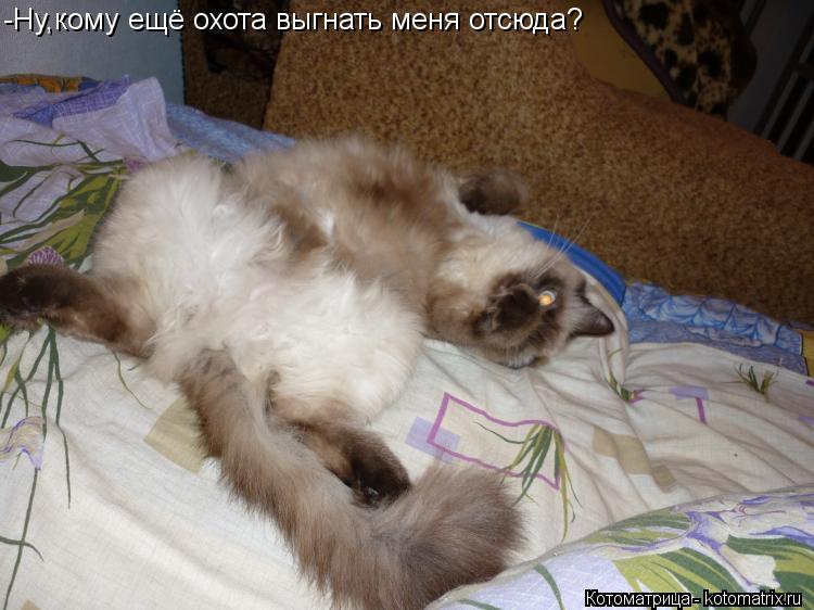 Котоматрица: -Ну,кому ещё охота выгнать меня отсюда?