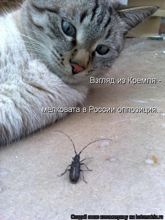 Взгляд из Кремля - мелковата в России оппозиция...... Котоматрица: Взгляд из Кремля - мелковата в России оппозиция...