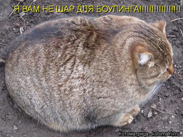 Я ВАМ НЕ ШАР ДЛЯ БОУЛИНГА!!!!!!!!!!!!!!!!!... Котоматрица: Я ВАМ НЕ ШАР ДЛЯ БОУЛИНГА!!!!!!!!!!!!!!!!!