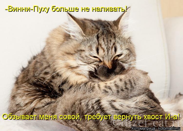 Котоматрица: -Винни-Пуху больше не наливать! Обзывает меня совой, требует вернуть хвост И-а!