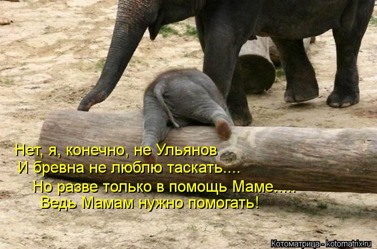 Котоматрица: Нет, я, конечно, не Ульянов И бревна не люблю таскать.... Но разве только в помощь Маме..... Ведь Мамам нужно помогать!