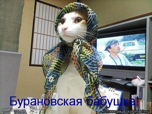 Бурановская бабушка!... Котоматрица: Бурановская бабушка!