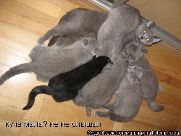 куча мала? не не слышал... Котоматрица: куча мала? не не слышал