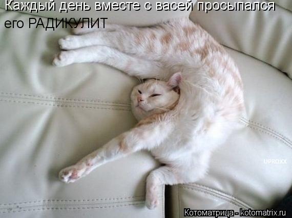 Котоматрица: Каждый день вместе с васей просыпался его РАДИКУЛИТ