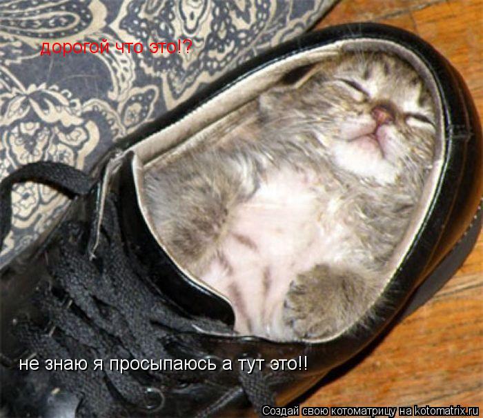 дорогой что это!? не знаю я просыпаюсь а тут это!!... Котоматрица: дорогой что это!? не знаю я просыпаюсь а тут это!!