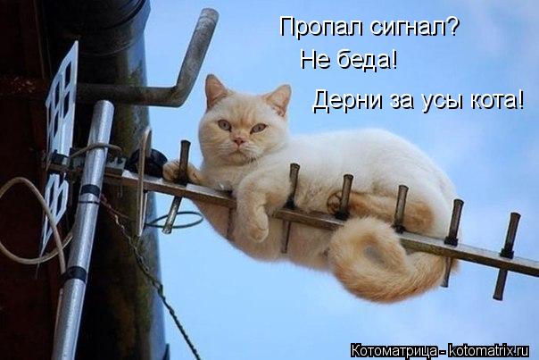 Пропал сигнал? Пропал сигнал? Не беда! Дерни за усы кота!... Котоматрица: Пропал сигнал? Пропал сигнал? Не беда! Дерни за усы кота!