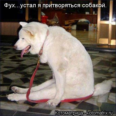 Котоматрица: Фух...устал я притворяться собакой.