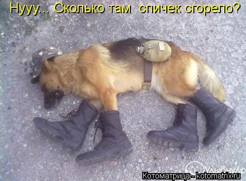Нууу... Сколько там спичек сгорело?... Котоматрица: Нууу... Сколько там спичек сгорело?