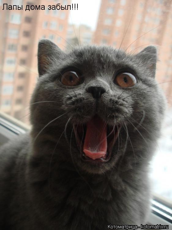 Лапы дома забыл!!!... Котоматрица: Лапы дома забыл!!!