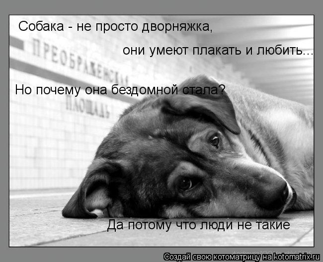 Котоматрица: Собака - не просто дворняжка, они умеют плакать и любить... Но почему она бездомной стала? Да потому что люди не такие