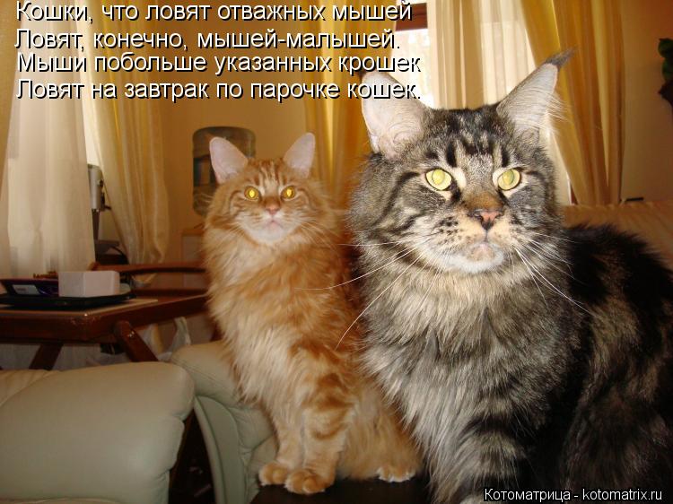 Кошки, что ловят отважных мышей Ловят, конечно, мышей-малышей. Мыши побольше указанных крошек Ловят... Котоматрица: Кошки, что ловят отважных мышей Ловят, конечно, мышей-малышей. Мыши побольше указанных крошек Ловят на завтрак по парочке кошек.