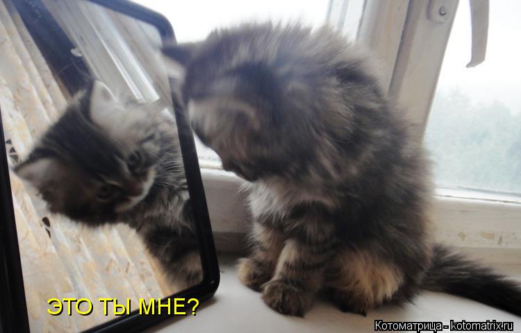 ЭТО ТЫ МНЕ?... Котоматрица: ЭТО ТЫ МНЕ?