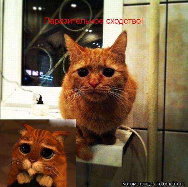 Паразительное сходство!... Котоматрица: Паразительное сходство!