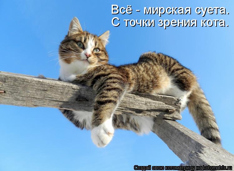 Котоматрица: С точки зрения кота. Всё - мирская суета.