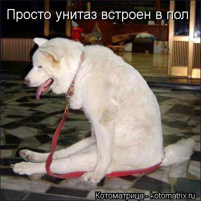 Просто унитаз встроен в пол... Котоматрица: Просто унитаз встроен в пол