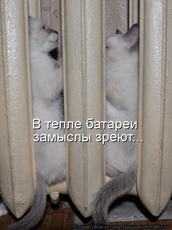 В тепле батареи замыслы зреют...... Котоматрица: В тепле батареи замыслы зреют...