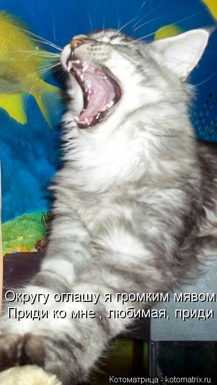 Котоматрица: Округу оглашу я громким мявом... Приди ко мне , любимая, приди