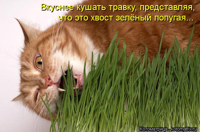 Вкуснее кушать травку, представляя, что это хвост зелёный попугая...... Котоматрица: Вкуснее кушать травку, представляя, что это хвост зелёный попугая...