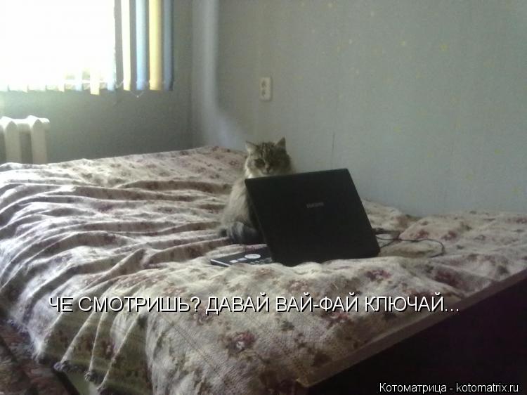 ЧЕ СМОТРИШЬ? ДАВАЙ ВАЙ-ФАЙ КЛЮЧАЙ...... Котоматрица: ЧЕ СМОТРИШЬ? ДАВАЙ ВАЙ-ФАЙ КЛЮЧАЙ...