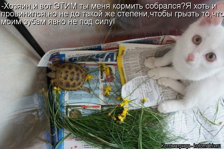 Котоматрица: -Хозяин,и вот ЭТИМ ты меня кормить собрался?Я хоть и провинился,но не до такой же степени,чтобы грызть то,что моим зубам явно не под силу!