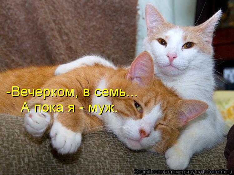 Котоматрица: -Вечерком, в семь... А пока я - муж.