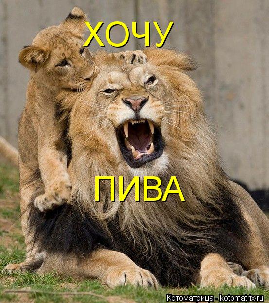 ПИВА ХОЧУ... Котоматрица: ПИВА ХОЧУ