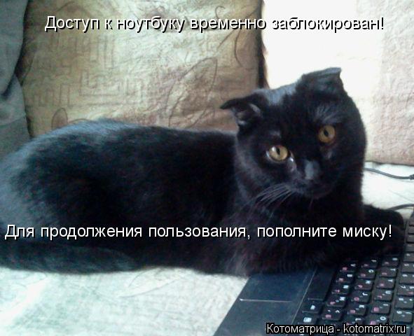 Для продолжения пользования, пополните миску! Доступ к ноутбуку временно заблокирован!... Котоматрица: Для продолжения пользования, пополните миску! Доступ к ноутбуку временно заблокирован!