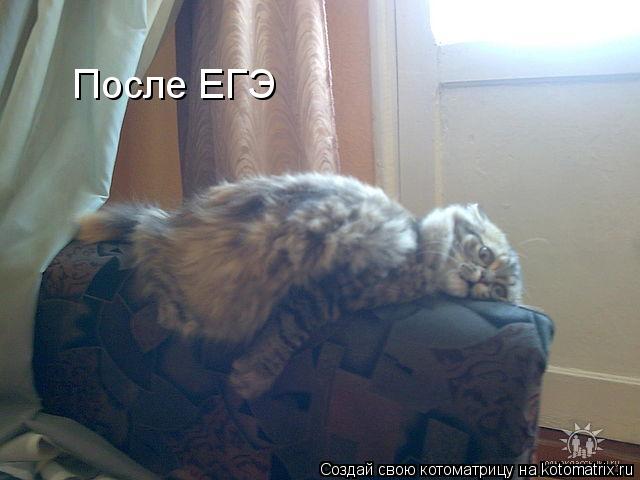 Котоматрица: После ЕГЭ