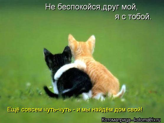 Не беспокойся,друг мой, я с тобой. Ещё совсем чуть-чуть - и мы найдём дом свой!... Котоматрица: Не беспокойся,друг мой, я с тобой. Ещё совсем чуть-чуть - и мы найдём дом свой!