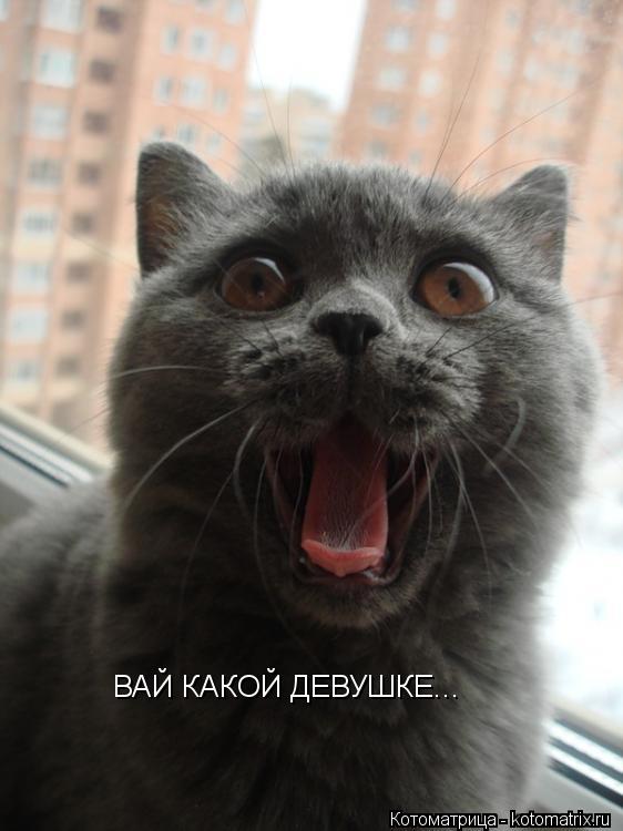 ВАЙ КАКОЙ ДЕВУШКЕ...... Котоматрица: ВАЙ КАКОЙ ДЕВУШКЕ...