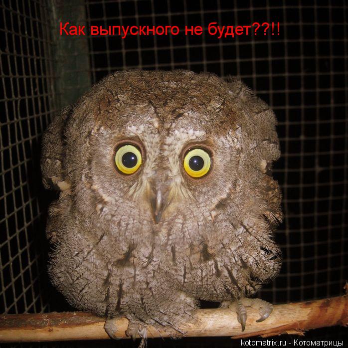 Как выпускного не будет??!!... Котоматрица: Как выпускного не будет??!!