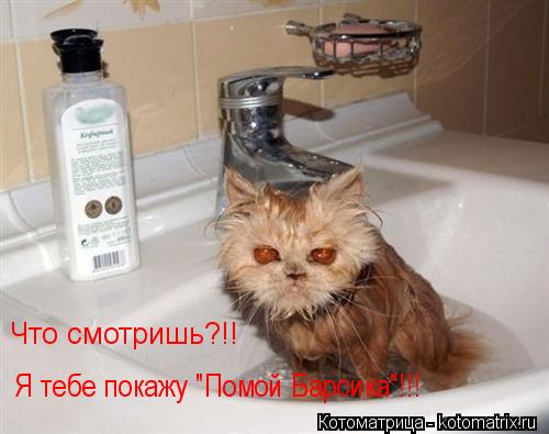 Я тебе покажу "Помой Барсика"!!! Что смотришь?!!... Котоматрица: Я тебе покажу "Помой Барсика"!!! Что смотришь?!!