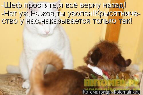 Котоматрица: -Шеф,простите,я всё верну назад! -Нет уж,Рыжов,ты уволен!Крысятниче- ство у нас наказывается только так!