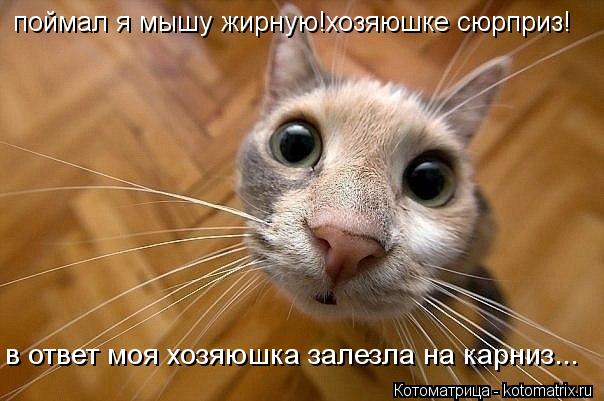 поймал я мышу жирную!хозяюшке сюрприз! в ответ моя хозяюшка залезла на карниз...... Котоматрица: поймал я мышу жирную!хозяюшке сюрприз! в ответ моя хозяюшка залезла на карниз...