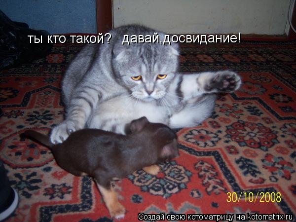 ты кто такой? давай,досвидание!... Котоматрица: ты кто такой? давай,досвидание!
