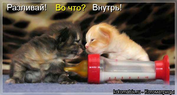 Котоматрица: Разливай!    Во что? Внутрь!