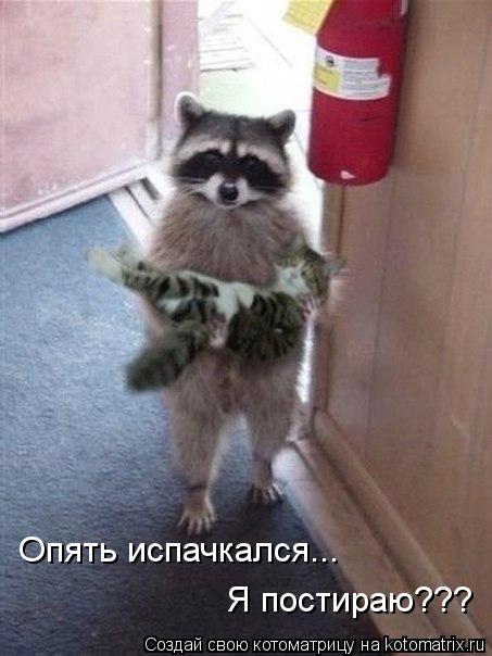 Опять испачкался... Я постираю???... Котоматрица: Опять испачкался... Я постираю???