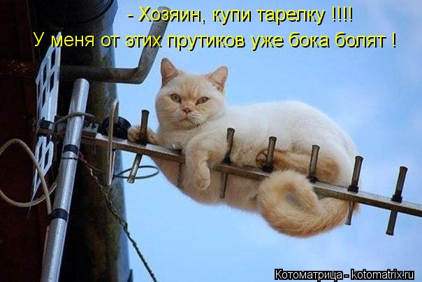 - Хозяин, купи тарелку !!!! У меня от этих прутиков уже бока болят !... Котоматрица: - Хозяин, купи тарелку !!!! У меня от этих прутиков уже бока болят !