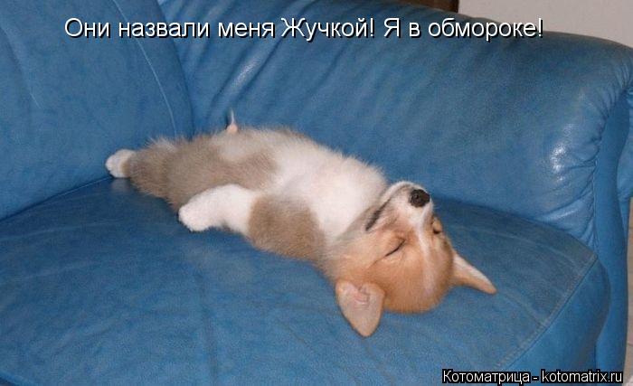 Они назвали меня Жучкой! Я в обмороке!... Котоматрица: Они назвали меня Жучкой! Я в обмороке!